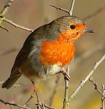 les noms picards du rouge-gorge